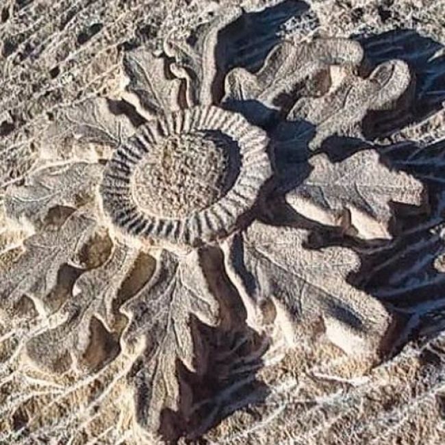 Grabados piedra en León