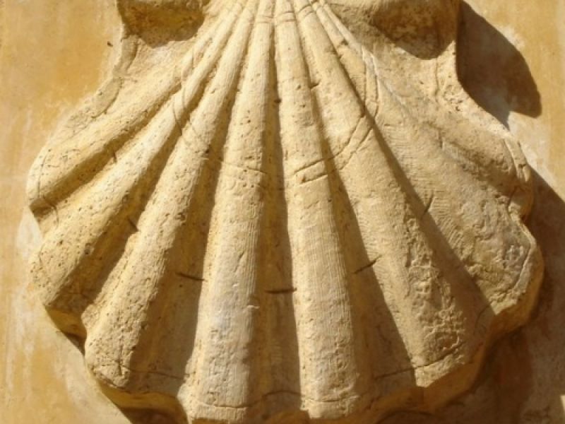 Detalle vieira en piedra
